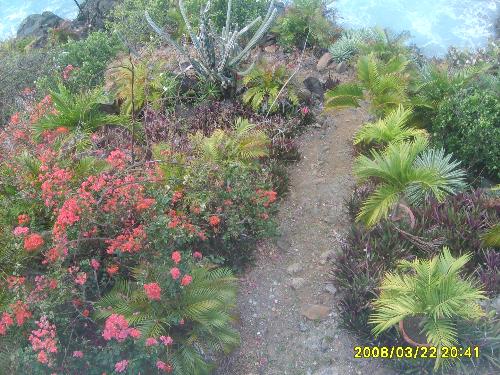 planting - Peterborg, ST.Thomas, USVI. It leads straight to the beach!