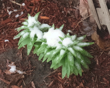Really Nice! - my Lily's do not like the snow