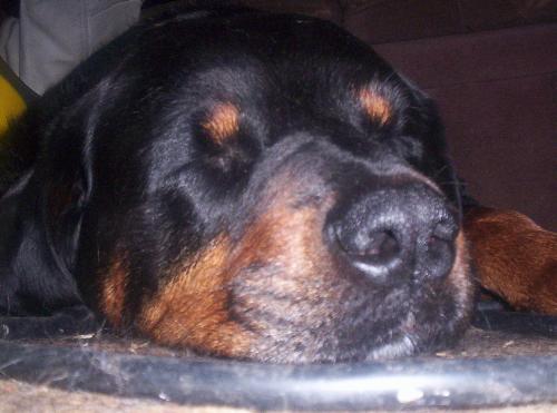 Rottie sleeping - Noita the Rottweiler sleeps soundly.