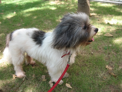Mabu - Mabu is a dog's name. i like Mabu very much. The days i spent with him gave me a lot of happy memories. He is a good dog, but like a four-year-old boy, he is quite naughty. but when i get some work to do, he just stays by your side and never disturb you.