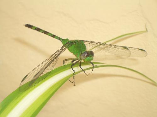 Dragonfly - Dragonfly came to rest on our spider plant. We thought it was dying but instead it flew away!