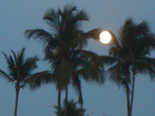 Moonrise - Moon rising over the palm trees