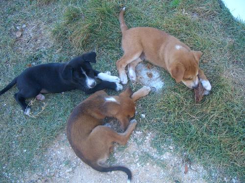 Puppies - Neighbour's puppies at play - only three left!