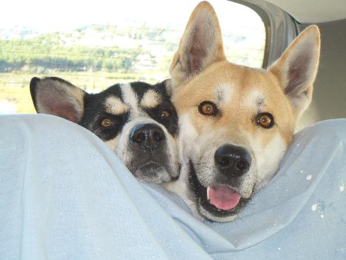 Our beautiful dogs - We had to leave them behind, the darliings, we miss you very much xxxx