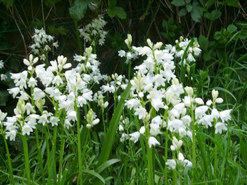 My garden - A piccy of the few flowers growing in my garden.