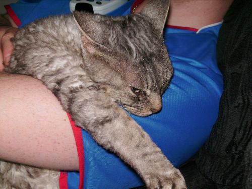 cat sleeping - My cat having a cuddle and nap with my OH