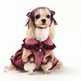 Dog In Dress - This is not my dog, but an example of just how cute a dog can look in a dress.