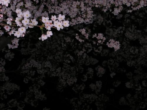 Sakura - These are the cherry blossoms. They are a pretty sight right? I really love cherry blossoms even if i haven't seen one in person...