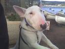 pup - hefty bullterrier adoreable