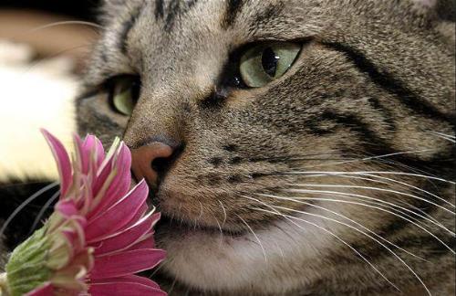 Stop and smell the flowers - Cats love to smell the flowers. Adopt a cat today. Save a life.