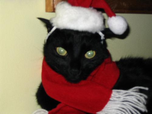 Christmas Kitty - My cat Pepper loves to get dressed up for the holidays...lol
