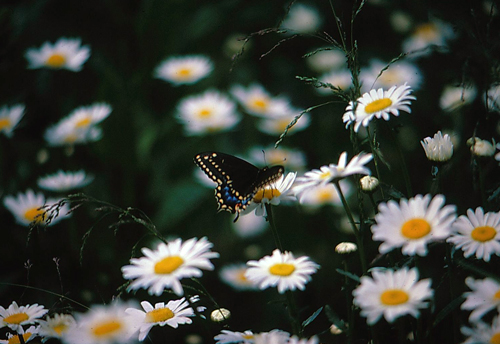 Here Is The Photo On the Oprah Website That is Min - my photo of an American Black Swallowtail Butterfly on Daisy