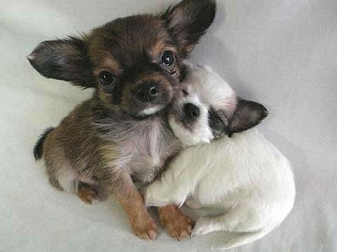 I love you, my friend - Two puppies, lying side by side, hugging each other. Need I say more? Awww..... 