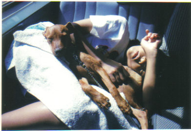 me and my dog - I love this dog so much. He is our first mini pinscher dog. This was taken during a trip. And well, we were sleeping together. I find this picture really sweet. This picture never fails to bring a smile to my face.