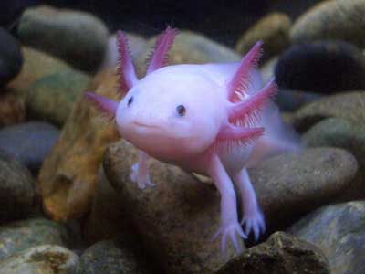 Fish - Handful fish