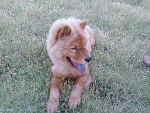chubby - my pet, lovable, so cute, so sweet and mostly very active.