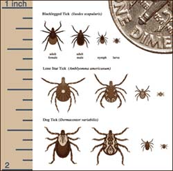 Ticks - This is a diagram of different types of ticks.
