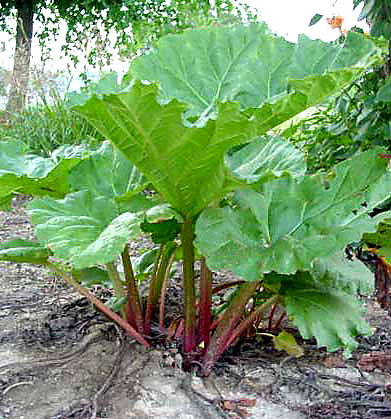 Rhubarb - This is a picture of a rhubarb plant.