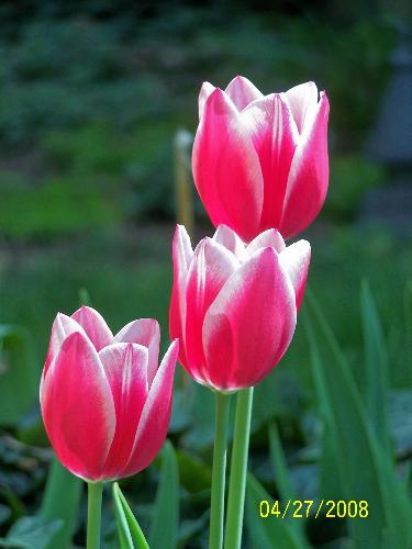 tulips - pic I took at my gfs place tulips - pic I took at my gfs place