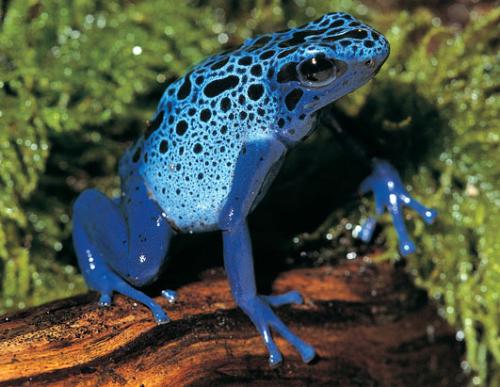 Colorful Frog - One of the various unusual hues of frogs.