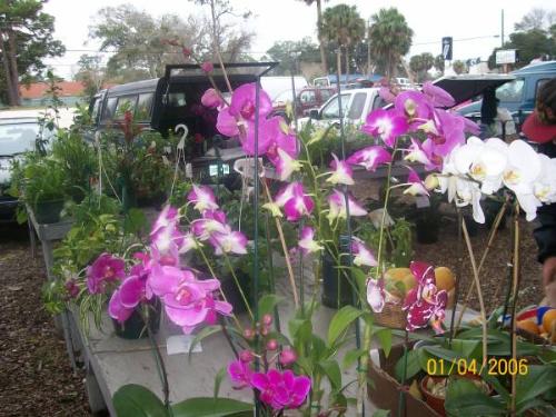 Flowers blooming in Florida winter - These were found for sale at a Flea Market in the middle of winter in Florida.. I am not sure if these are orchids or not..