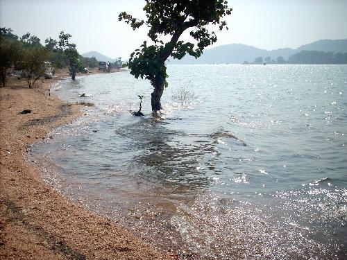 Mithon ! - A tree standing alone with the water of the river all around and submering it's lower portion.