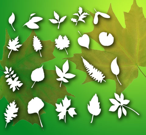 Leaf shapes - Identify plants by its leaf shape.