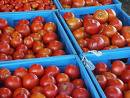 tomatoes - tomatoes grown in a bale of hay.