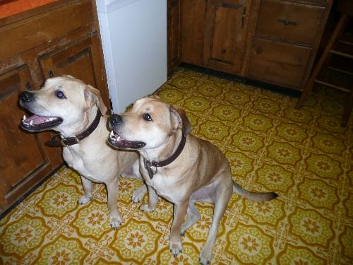 Tiny and Otis - Here they are at 2 1/2 years old.
