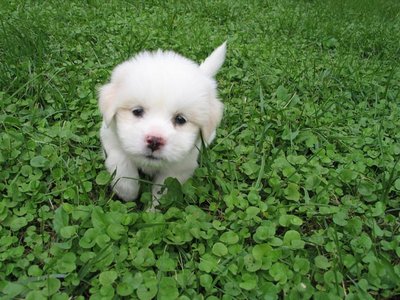 my baby - taken when he is a baby back in shanghai, i love this one the most coz he stands up with the clover leaves, it is really impressive and i have kept this since then.