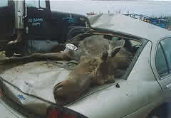 moose accident - This moose came right through the car!