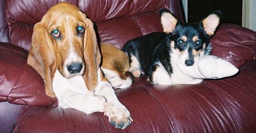 my other doggies - Bucky, basset hound and Bettie, corgi...they are best friends and all ears!