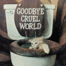 cat - cat in toilet