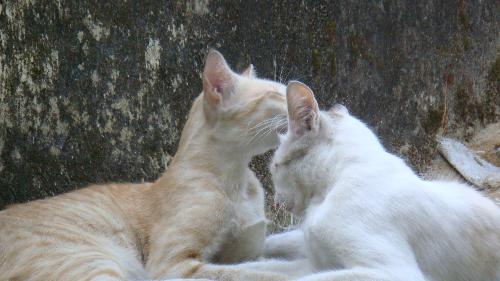 my pets - My pets here in my home.. they love each other, make love and live with me here.. She is full white and he has some brown decorations to be proud.