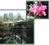 Cluj Botanical Garden - Some of the main attractions:      * The ornamental section ? here, tens of different species comprising hundreds of varieties of ligneous and herbaceous plants enchant the visitors? eyes since the early snow melting until the first winter frosts     * The Japanese Garden ? the Asian flora is cultivated here in the intermediary traditional style gyo-no-niwa; the beauty of this site is enhanced by specific features of landscape architecture     * The greenhouse complex ? it consists of six greenhouses which host equatorial, tropical and subtropical plants, such as the famous Amazonian nenuphar, the impressive palm trees, the Australian and Mediterranean plants, orchids and tropical ferns.     * The systematic section ? this is of the most important sections in the Botanical garden; it stands for a real living botany textbook, in which species are grouped into families, the latter into orders and classes, which are all arranged in phylogenetic order.