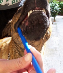 brushing teeth - saber getting his teeth brushed