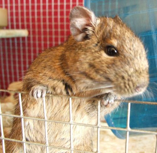 Degus - This is my Degus called Sonny, they are chillean natives and can live for up to eight years. They are sociable animals and like to live in groups of two or more. They have to exercise daily as in the wild they can run up to two miles per day. They are very squirrel like apart from they don't have a bushy tail. Their tails however can get detached from their body if pulled, this is a release mechanism which happens if they get caught by another animal in the wild. Now on the increase as popular pets here in the UK
