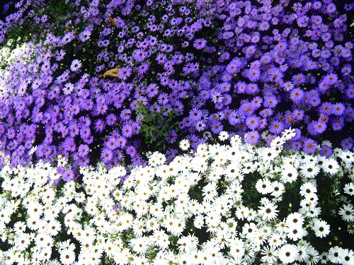 bed of flowers!! - i clicked this photo at my university garden!! don't you just feel like sleeping over it??