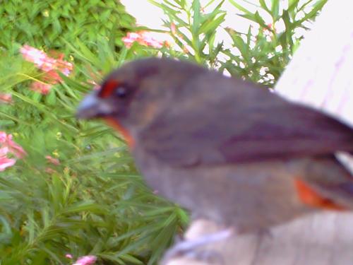 Bird - The bird that came to our room at the cocobay hotel in Antigua!