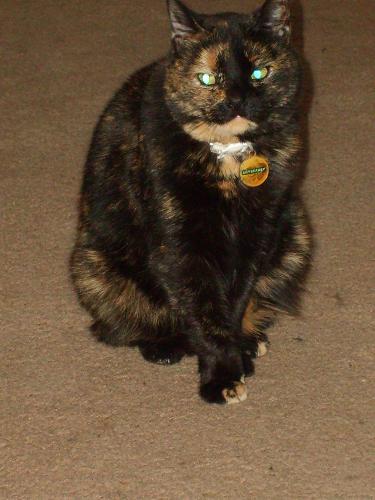 Lucky the cat - This is my cat, named Lucky.