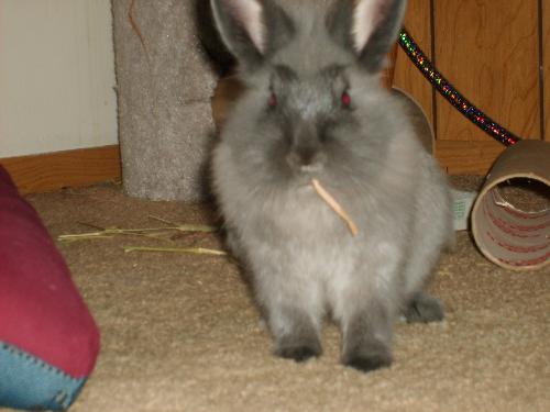 Storm the bunny - This is a photo of my bunny rabbit named Storm.