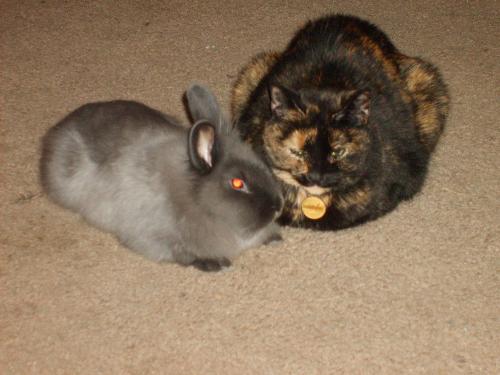 Lucky the cat and Storm the bunny - These are my pets, Storm and Lucky.