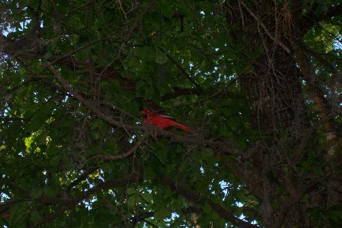 cardinal - My special Cardinal friend who spent some time hanging around my campsite for over an hour. I took 10 photos, but I needed a 35mm with a lens to catch his beauty.