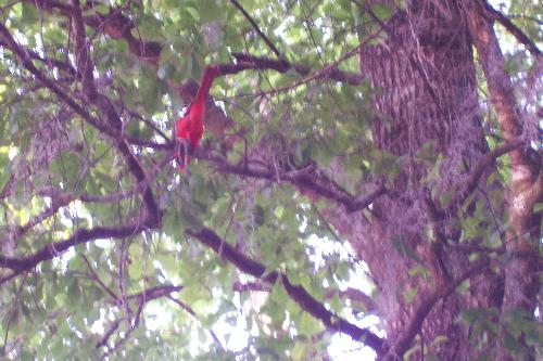 cardinal - My special Cardinal friend taken with a digital when I needed a 35 mm camera