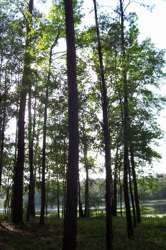 Nature - Beautiful trees from a campsite in GA