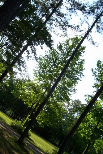 trees - Beautiful trees from a campsite in GA