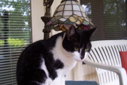 cats - I have to include pictures of all the cats in my life so noone will be upset with me. This one belongs to my son and his wife. Her name, (which I don't like) is Mama Kitty