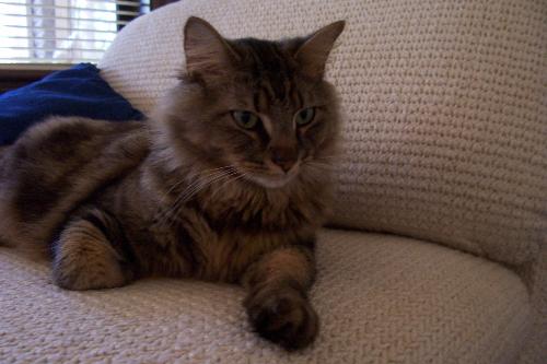 cats - This cat belongs to my son and his wife. His name is Mongo. He's a beautiful cat but this is not the best picture of him.
