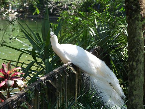 White Peacock - A white peacock I seen at Busch Gardens in Tampa, Florida
