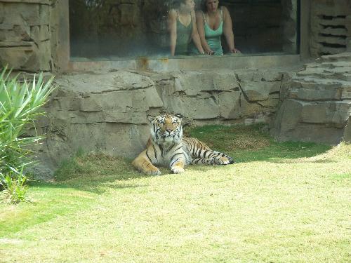 Brown Tiger - A Brown Tiger I seen at Busch Gardens Tampa, Fl. He act like he didn't want to look at me in the first pictures I took! He loved posing for everyone!